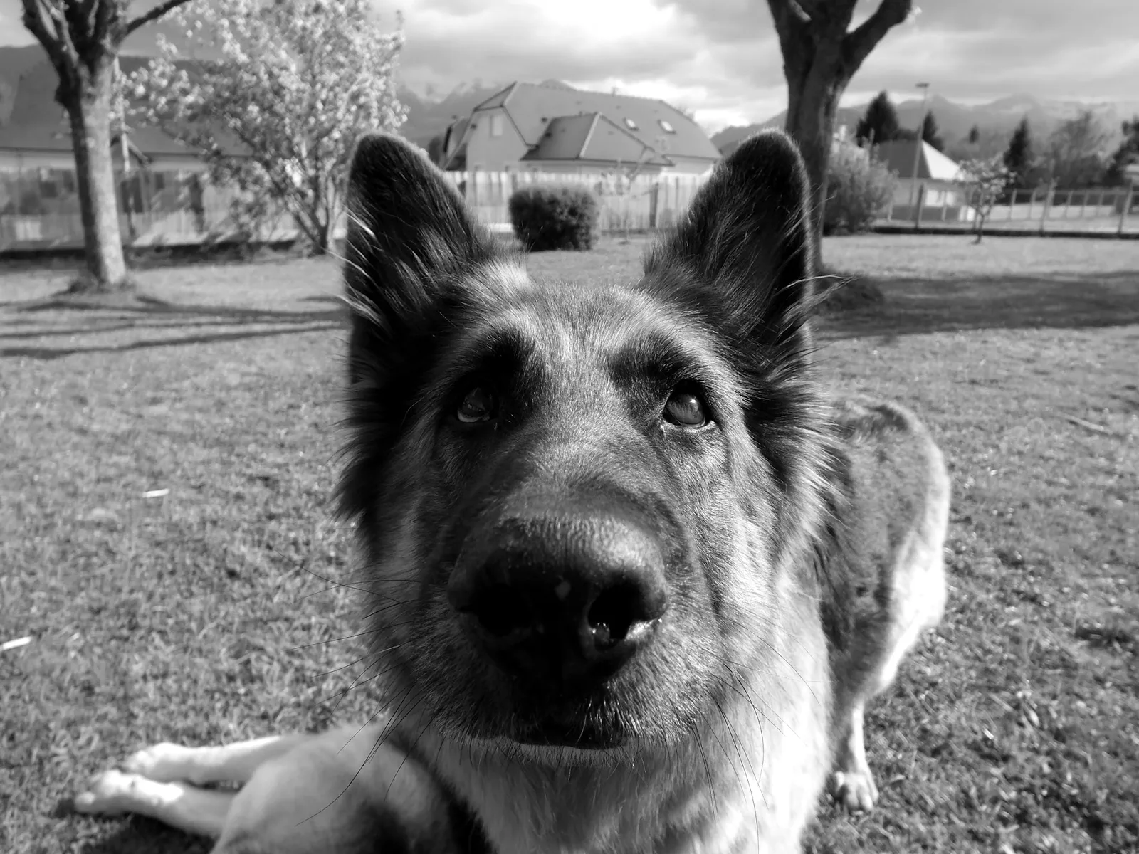 Portrait rapproché d'un berger allemand, cerisier en fleur et montagnes en arrière-plan