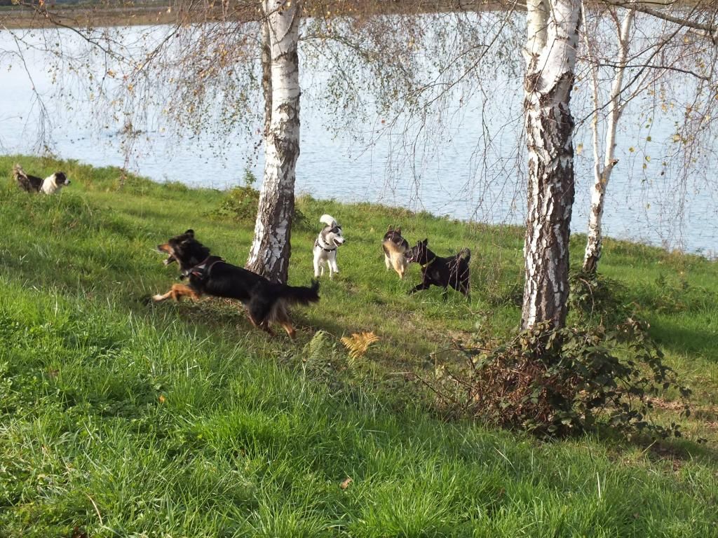 Chien observé en environnement minéral — lecture comportementale en milieu varié