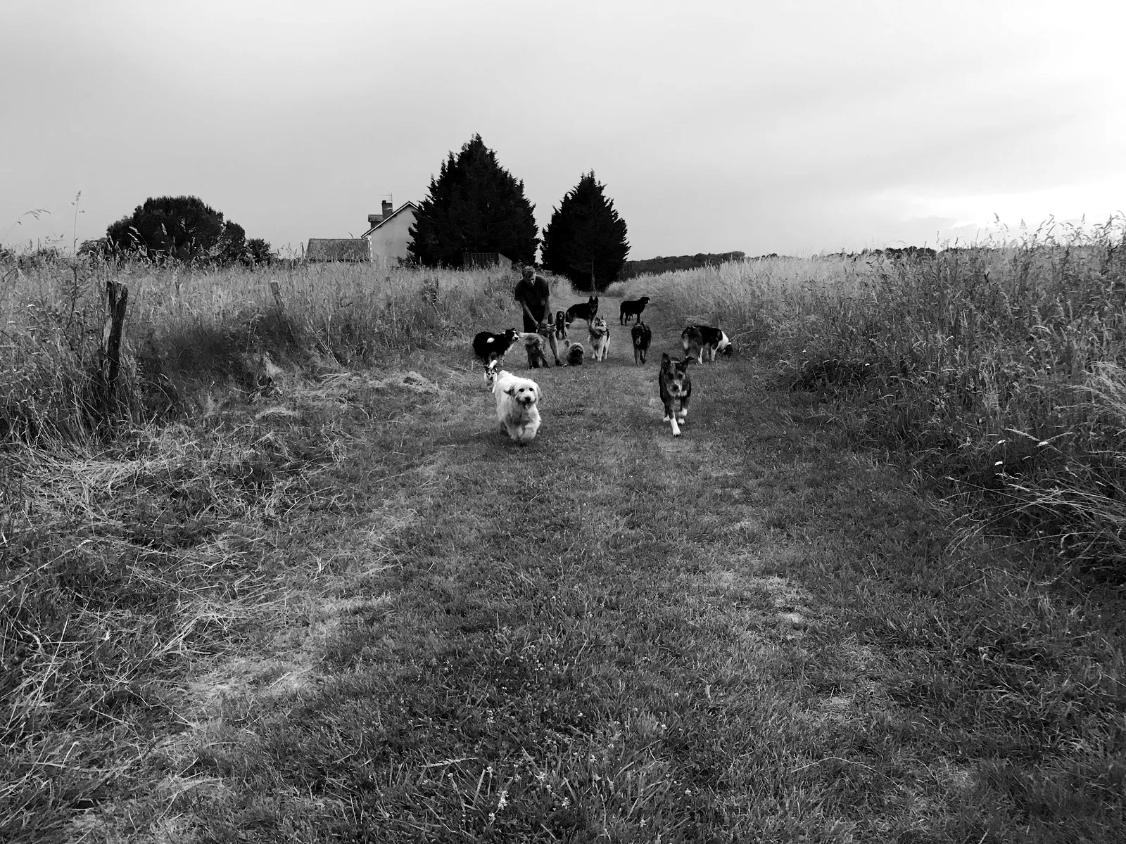 Loïc en balade avec une meute de chiens en pleine course