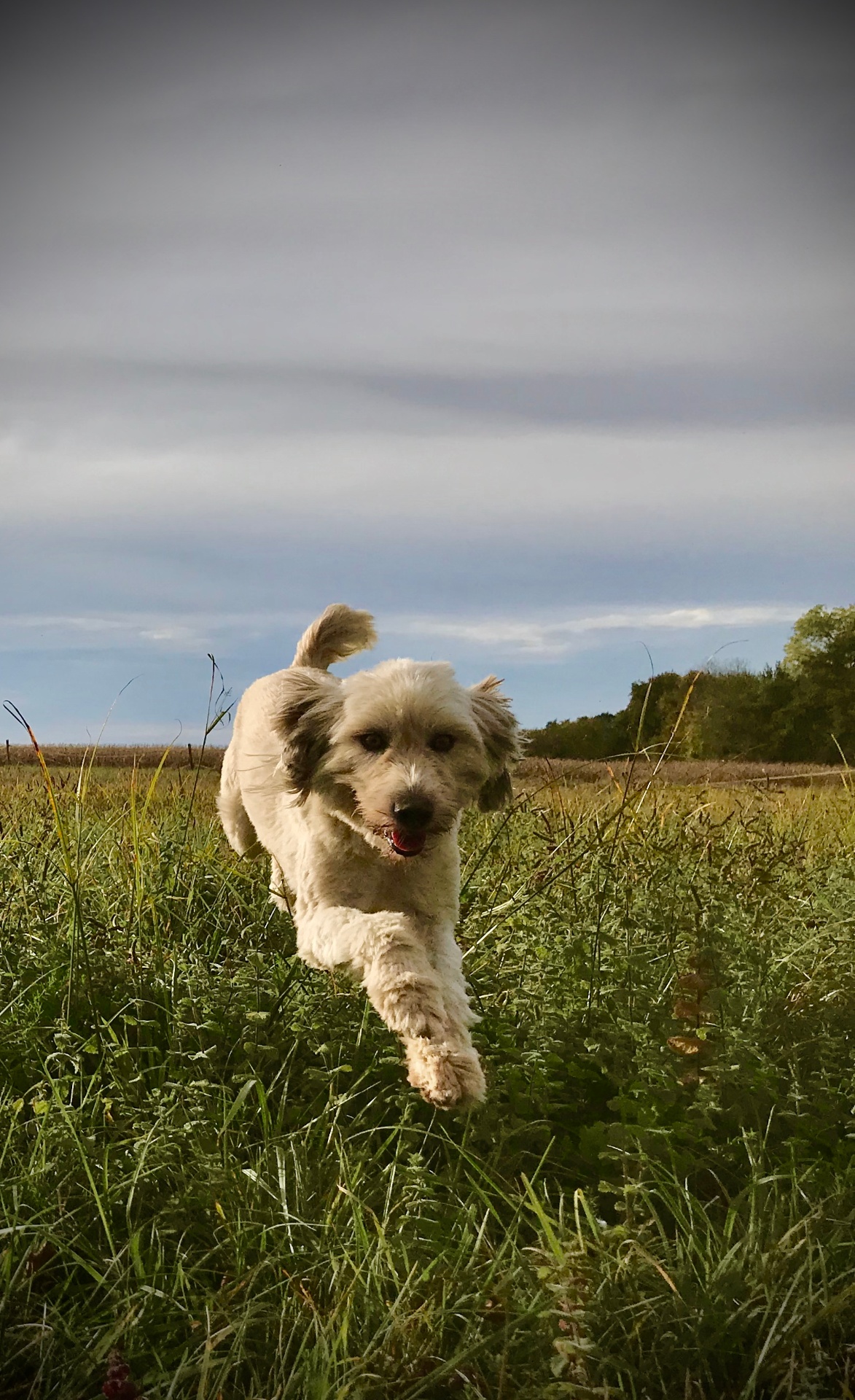 Chien en plein saut — chien en confiance, libre de son mouvement