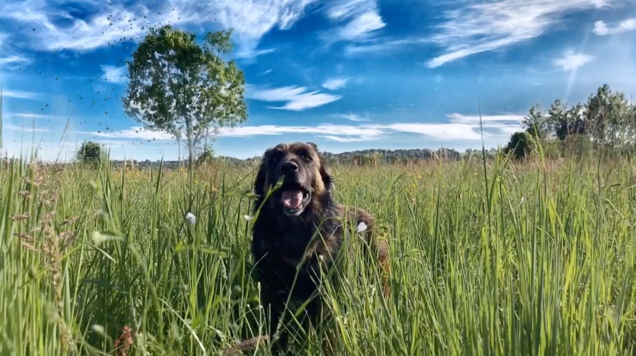 Chien en liberté dans un champ de hautes herbes au coucher du soleil — éducation canine en environnement naturel